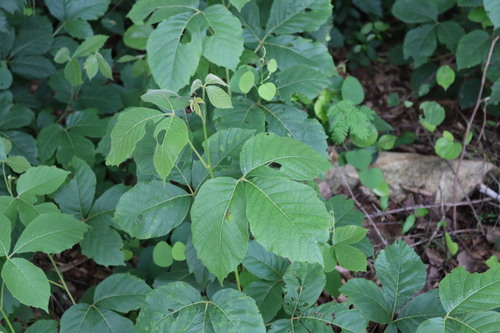 Titberry (Allophylus cobbe)