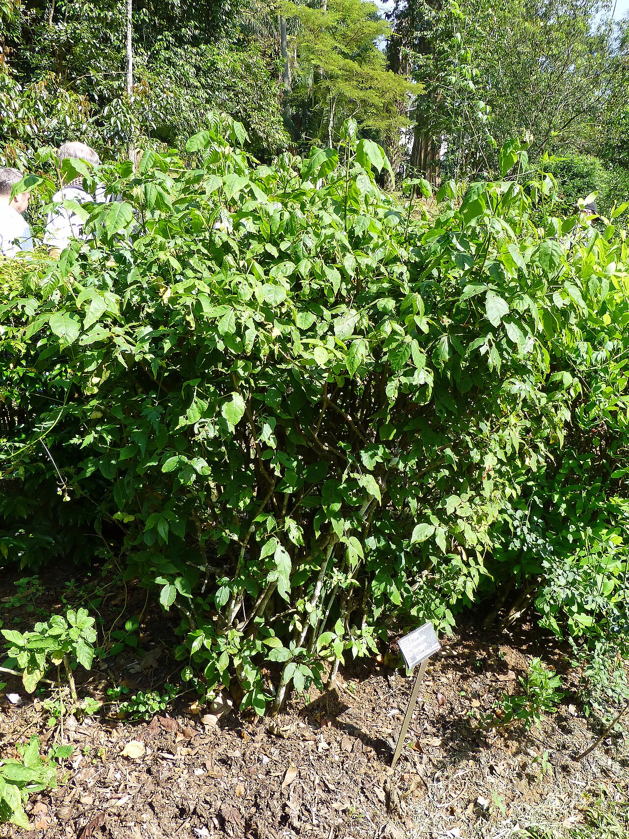 Titberry: Allophyllus cobbe au Jardin botanique de Kandy (Sri Lanka). Origine : Sri Lanka, Inde, nord de l'Australie.