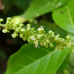 Titberry (Allophylus cobbe)