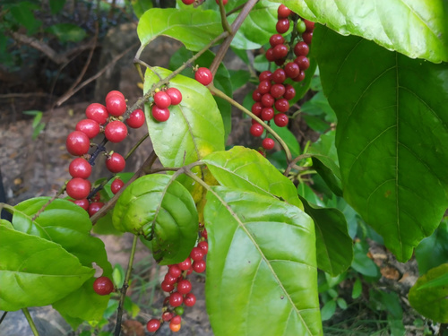 Titberry (Allophylus cobbe)