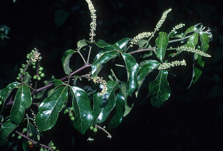 Titberry (Allophylus cobbe)