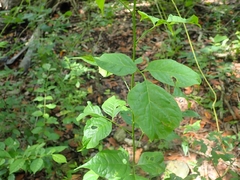 Titberry (Allophylus cobbe)