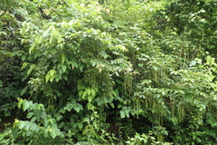 Titberry (Allophylus cobbe)