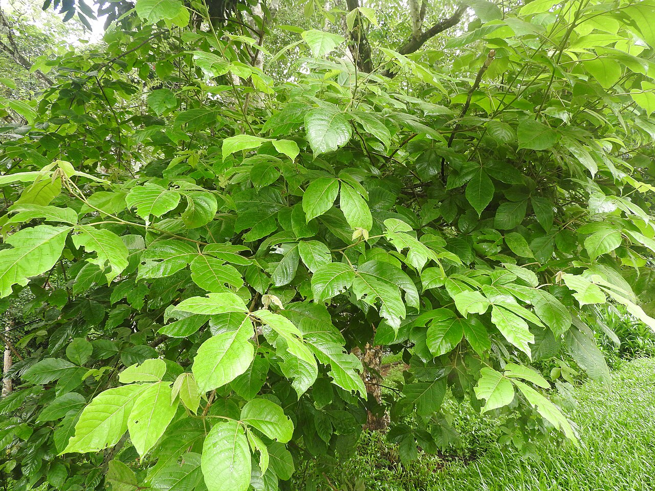 Allophylus concanicus: Sapindaceae-straggler,flowers white,fruits sub globose.