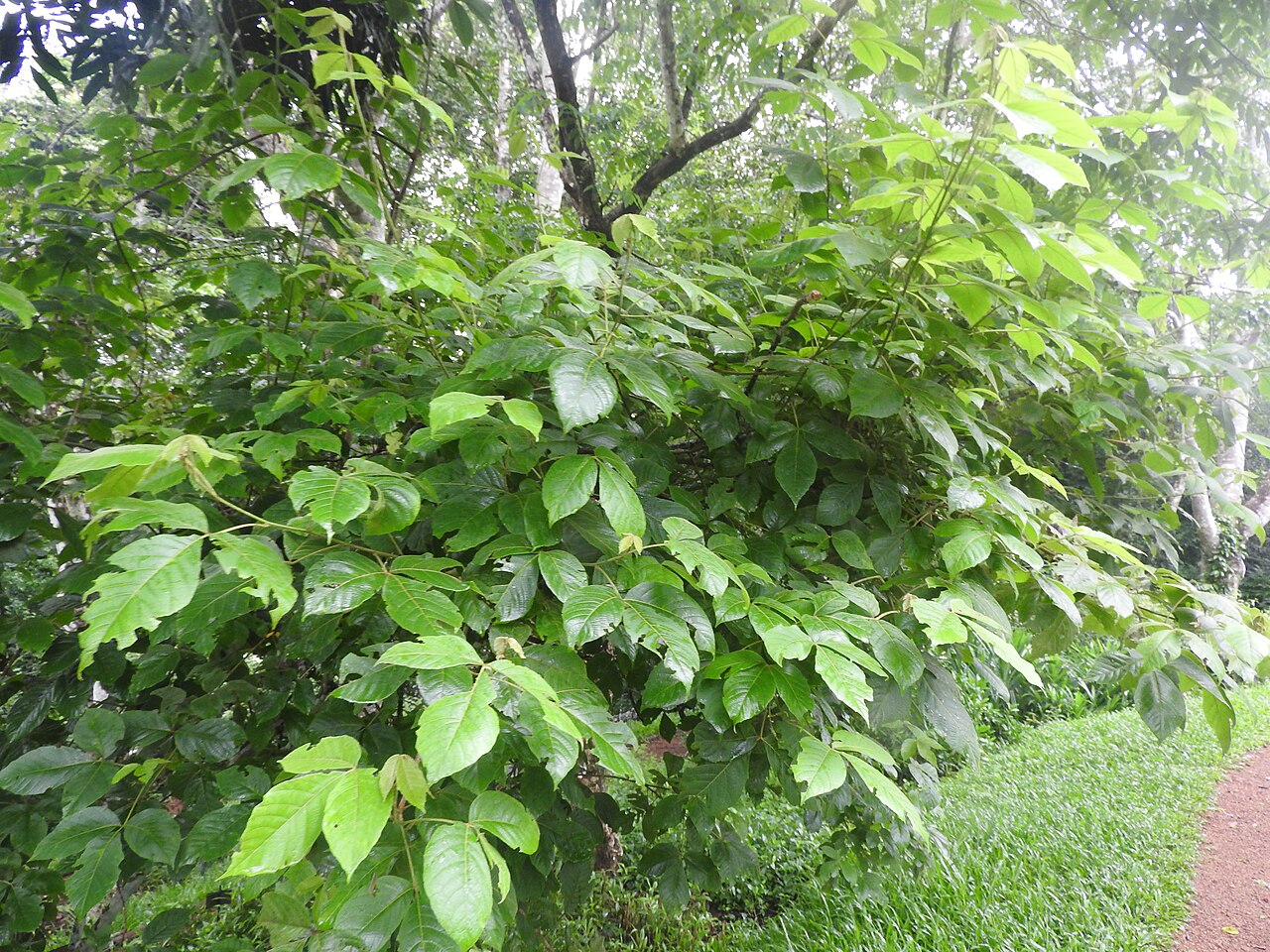 Allophylus concanicus: Sapindaceae-straggler,flowers white,fruits sub globose.