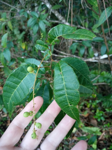 Palo blanco (Allophylus crassinervis)
