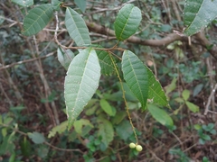 Palo blanco (Allophylus crassinervis)