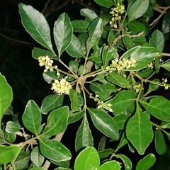Allophylus decipiens (Allophylus decipiens)