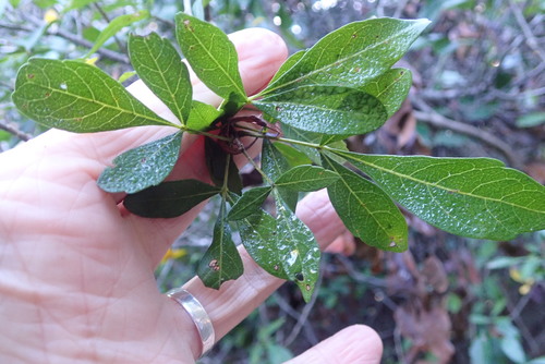 Allophylus decipiens (Allophylus decipiens)