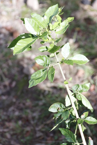 Allophylus decipiens (Allophylus decipiens)