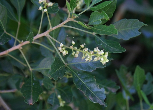 Allophylus decipiens (Allophylus decipiens)