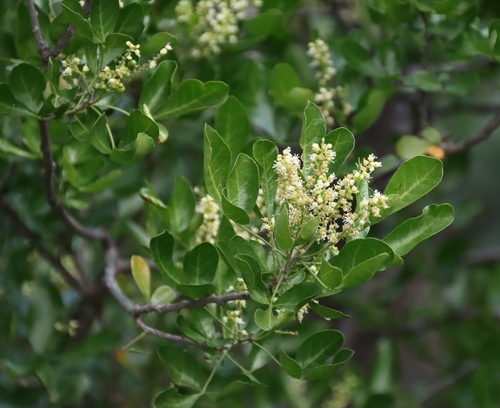 Allophylus decipiens (Allophylus decipiens)