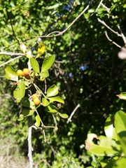 Allophylus decipiens (Allophylus decipiens)