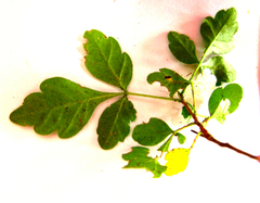 Allophylus decipiens (Allophylus decipiens)