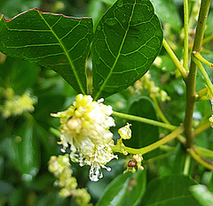 Allophylus decipiens (Allophylus decipiens)