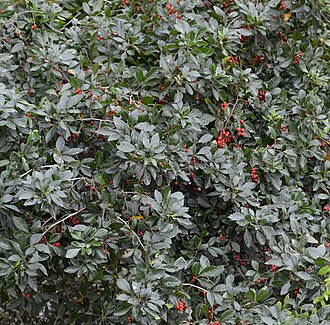 Allophylus decipiens: Allophylus decipiens (E.Mey.) Radlk. - Ebb and Flow Sanparks , Wilderness, South Africa
