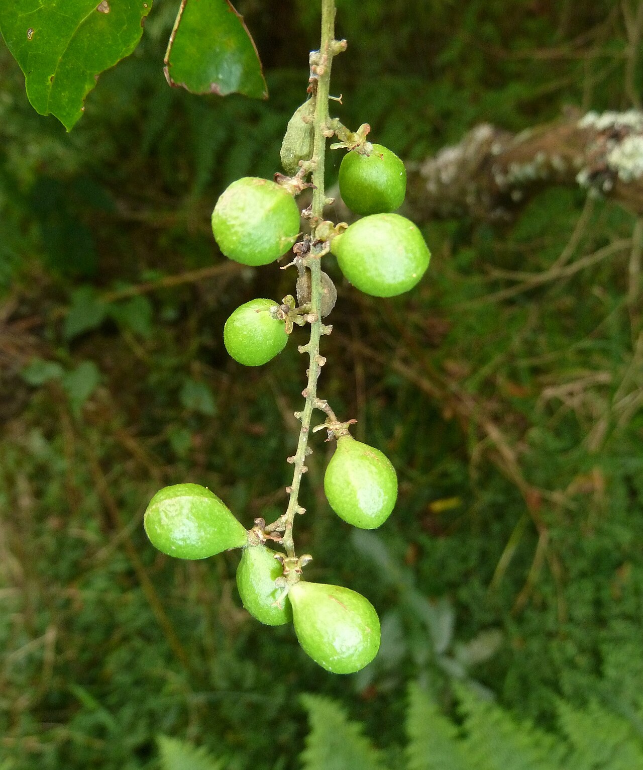 Allophylus dregeanus: Fruit of a Forest false currant in Krantzkloof Nature Reserve, KwaZulu-Natal