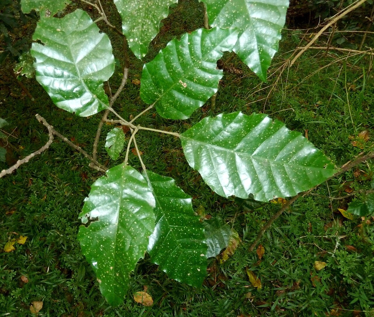 Allophylus dregeanus: Foliage of a Forest false currant in Krantzkloof Nature Reserve, KwaZulu-Natal