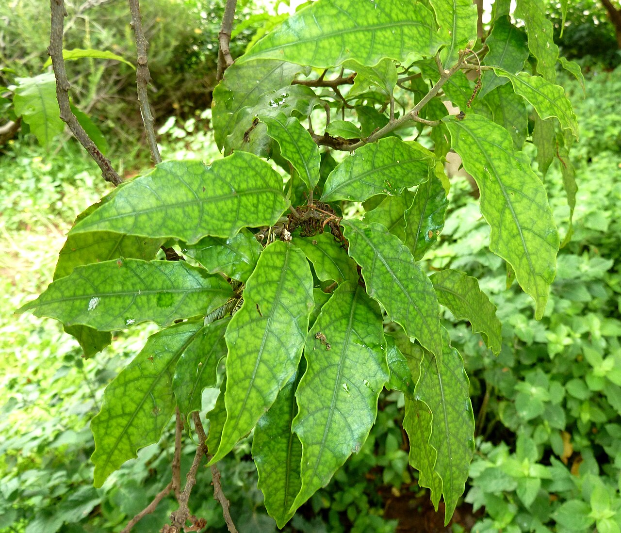 Allophylus dregeanus: Foliage of a Forest false currant at the Manie van der Schijff Botanical Garden, Pretoria, South Africa