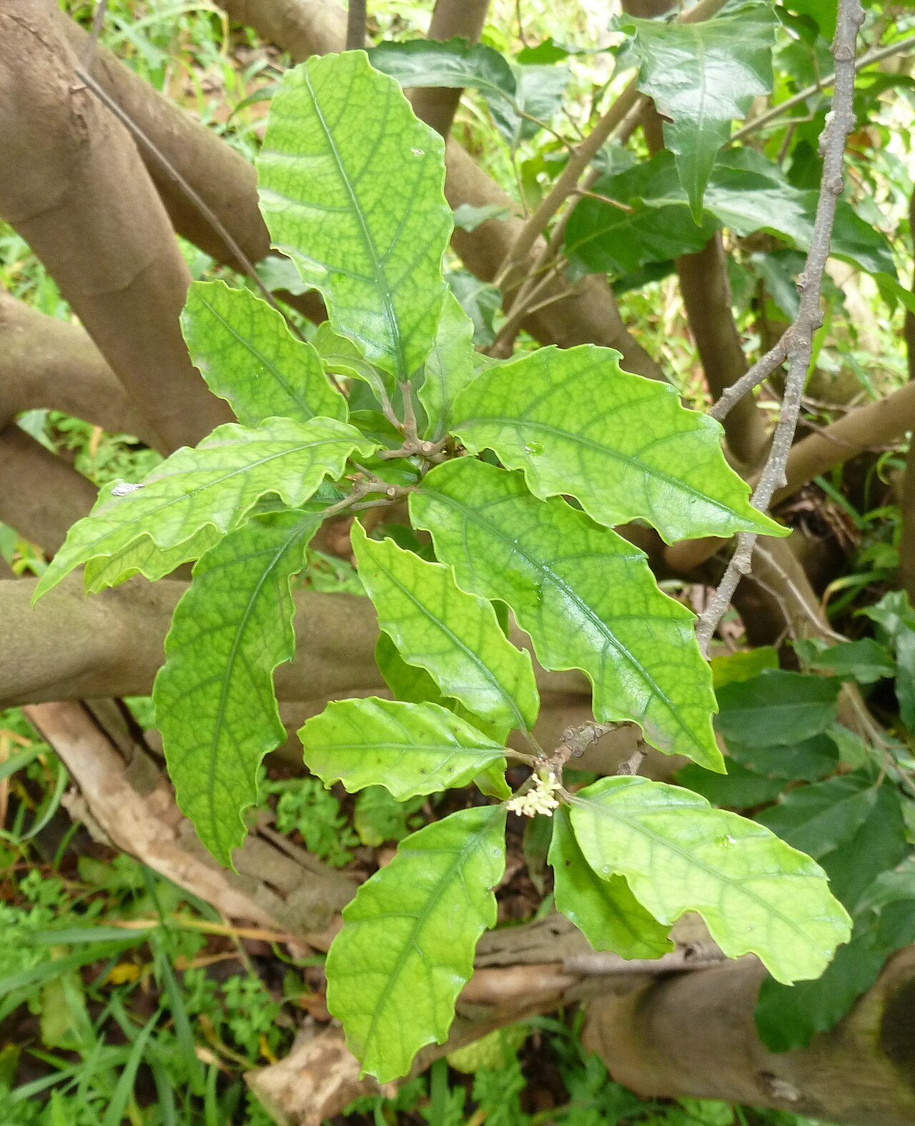 Allophylus dregeanus: Foliage of a Forest false currant at the Manie van der Schijff Botanical Garden, Pretoria, South Africa