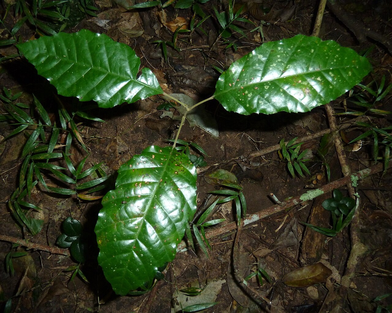 Allophylus dregeanus: Sapling of a Forest false currant in Krantzkloof Nature Reserve, KwaZulu-Natal