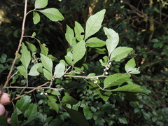 Allophylus guaraniticus (Allophylus guaraniticus)