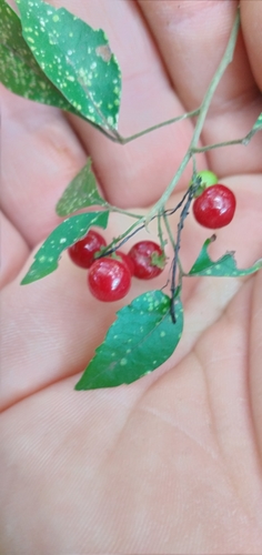 Allophylus guaraniticus (Allophylus guaraniticus)