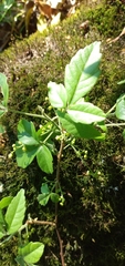 Allophylus guaraniticus (Allophylus guaraniticus)