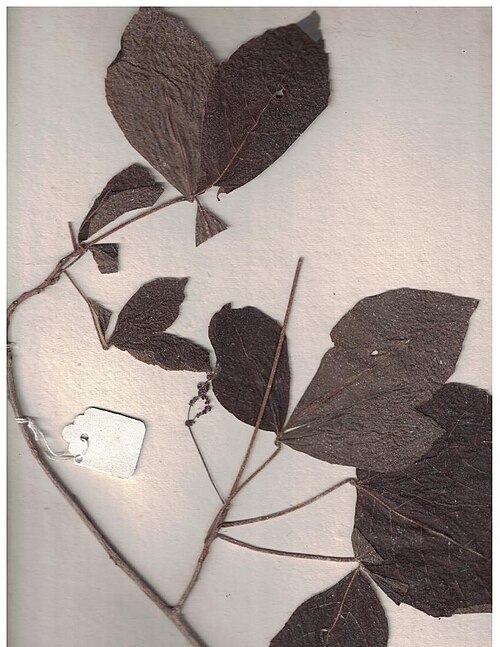 Allophylus serratus: Herbarium scans from the Anamalai Hills