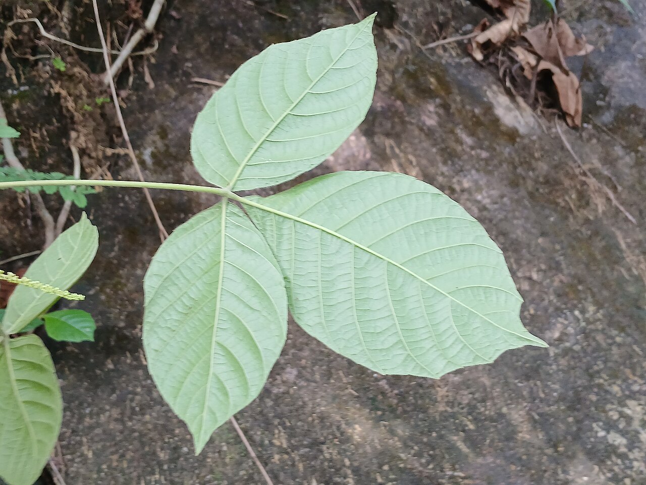 Allophylus serratus: Allophylus serratus
