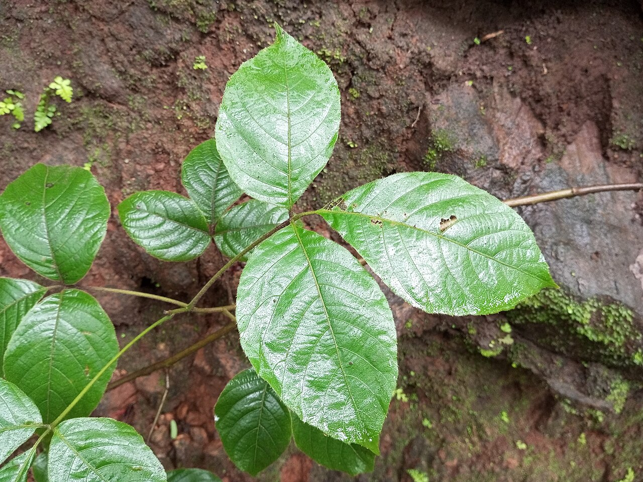 Allophylus serratus: Allophylus serratus