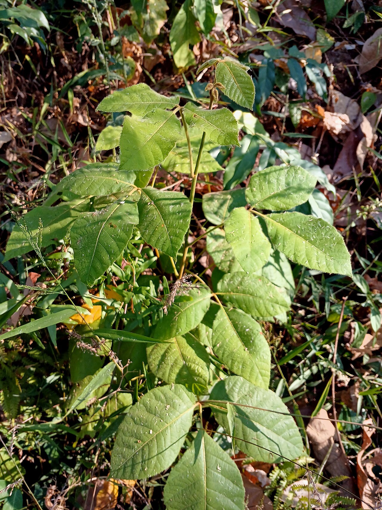 Allophylus serratus: Allophylus serratus at Pulikurumba