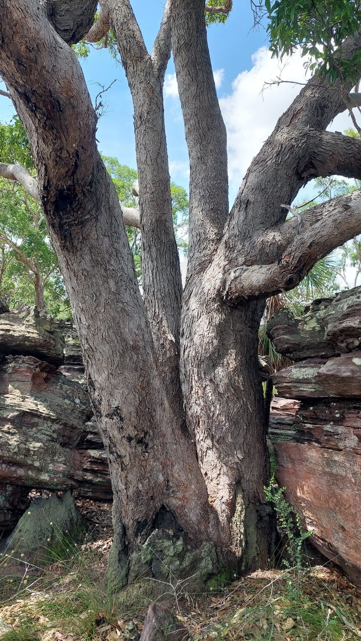 Allosyncarpia ternata: Anbinik ( Allosyncarpia ternata ) in Australia