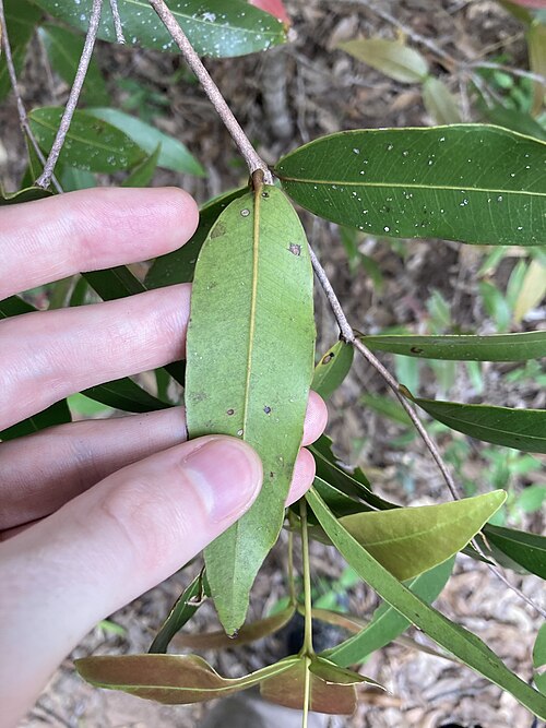 Allosyncarpia ternata: Anbinik ( Allosyncarpia ternata ) in Australia