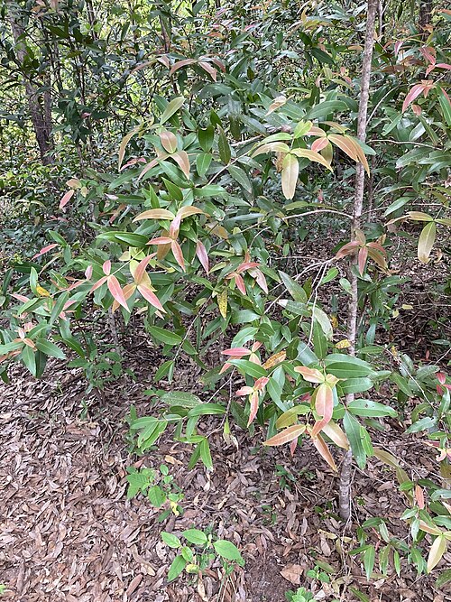 Allosyncarpia ternata: Anbinik ( Allosyncarpia ternata ) in Australia