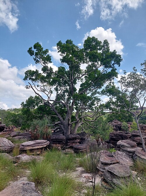 Allosyncarpia ternata: Anbinik ( Allosyncarpia ternata ) in Australia