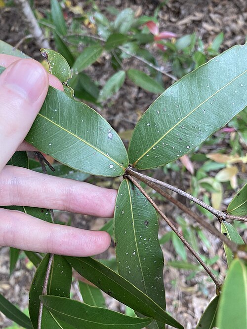 Allosyncarpia ternata: Anbinik ( Allosyncarpia ternata ) in Australia