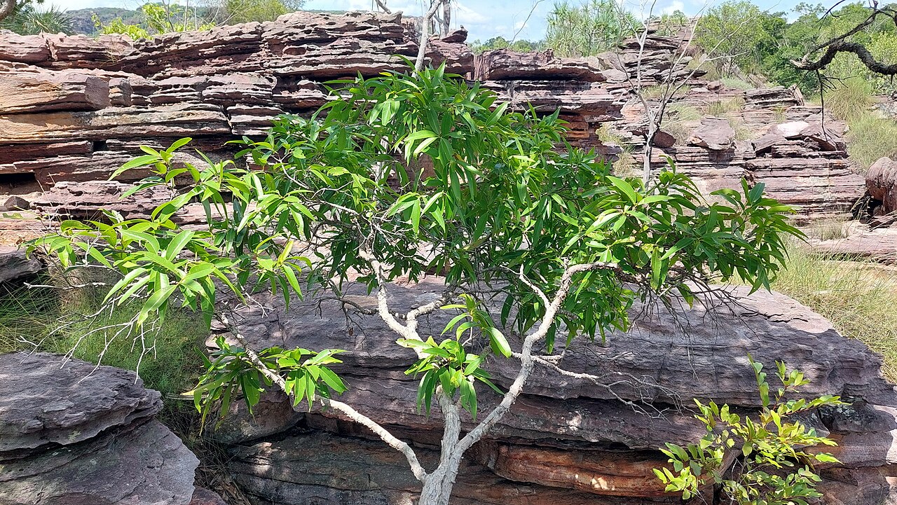 Allosyncarpia ternata: Anbinik ( Allosyncarpia ternata ) in Australia