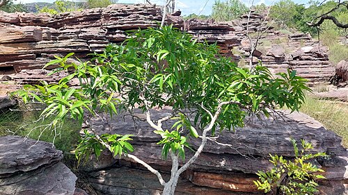 Allosyncarpia ternata: Anbinik ( Allosyncarpia ternata ) in Australia