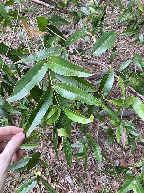 Allosyncarpia ternata: Anbinik ( Allosyncarpia ternata ) in Australia
