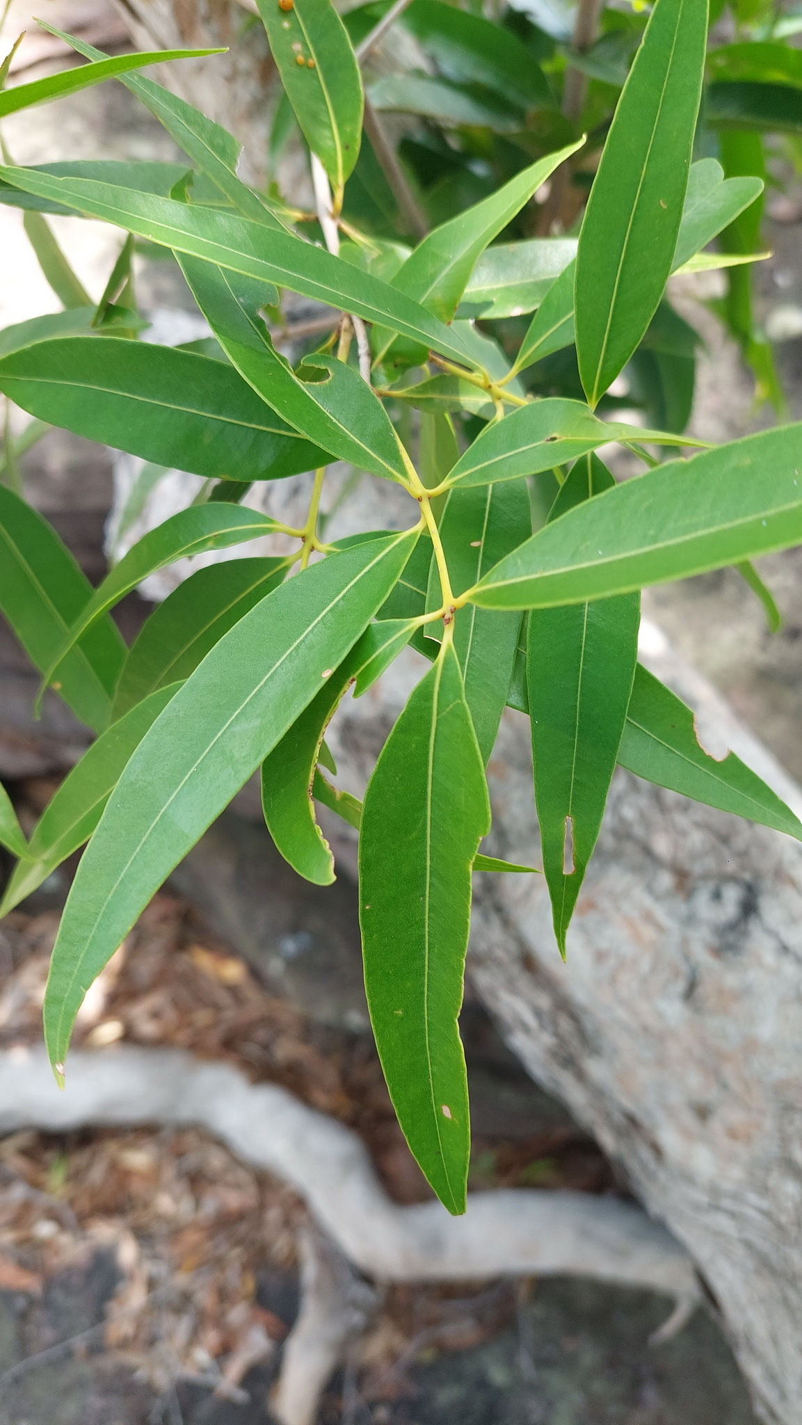 Allosyncarpia ternata: Anbinik ( Allosyncarpia ternata ) in Australia