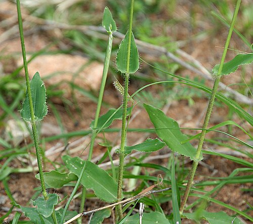Summergrass: Alloteropsis cimicina (L.) Stapf in Keesara , Rangareddy district , Andhra Pradesh , India .