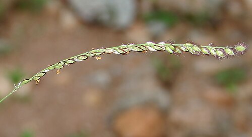 Summergrass: Alloteropsis cimicina (L.) Stapf in Keesara , Rangareddy district , Andhra Pradesh , India .