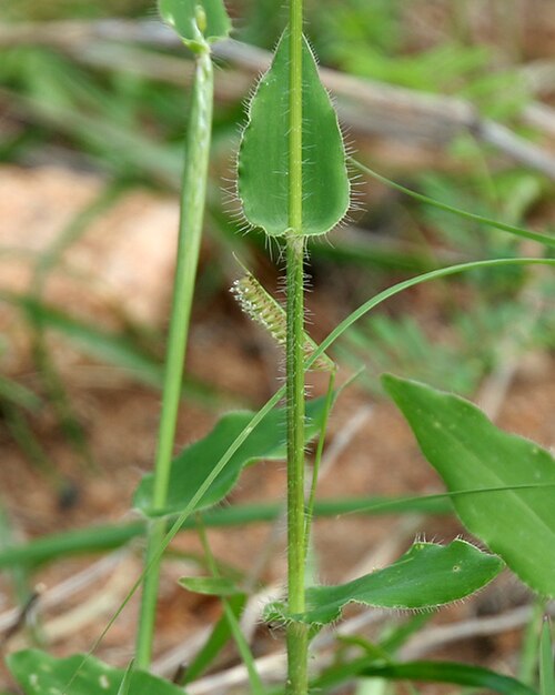 Summergrass: Alloteropsis cimicina (L.) Stapf in Keesara , Rangareddy district , Andhra Pradesh , India .