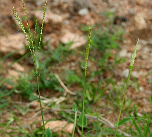 Summergrass: Alloteropsis cimicina (L.) Stapf in Keesara , Rangareddy district , Andhra Pradesh , India .