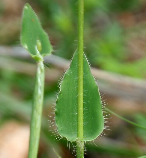 Summergrass: Alloteropsis cimicina (L.) Stapf in Keesara , Rangareddy district , Andhra Pradesh , India .