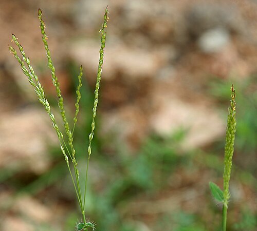 Summergrass: Alloteropsis cimicina (L.) Stapf in Keesara , Rangareddy district , Andhra Pradesh , India .