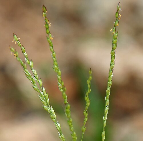 Summergrass: Alloteropsis cimicina (L.) Stapf in Keesara , Rangareddy district , Andhra Pradesh , India .