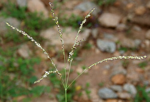 Summergrass: Alloteropsis cimicina (L.) Stapf in Keesara , Rangareddy district , Andhra Pradesh , India .