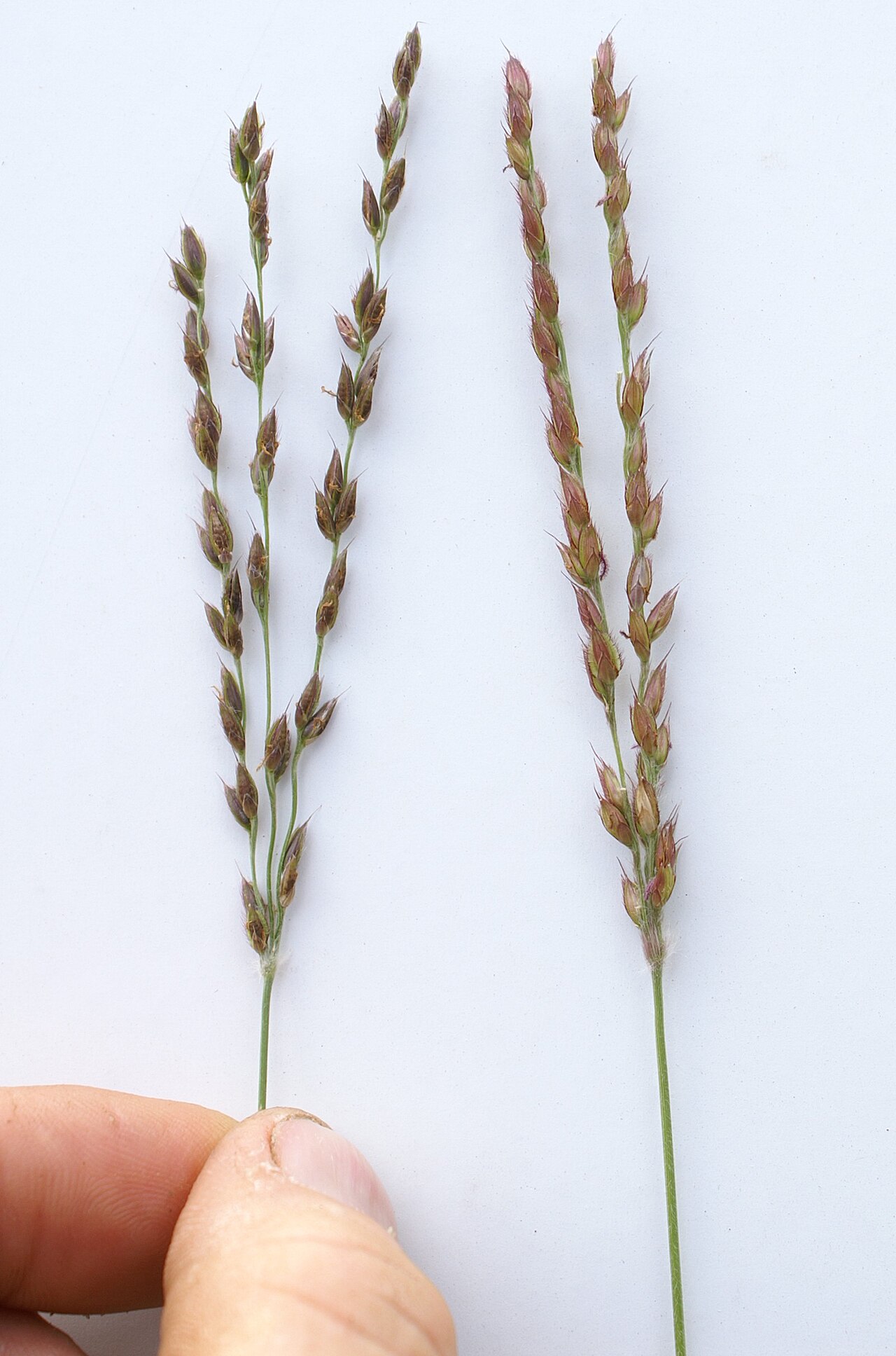 Black-seed grass: Flowerheads are digitate to subdigitate and have 2-5 branches.